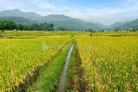 Jual Sawah Produktif Harga Murah 5120 m2 SHM Dilewati Irigasi Masa Panen 3 Kali Pertahun Sudah Ada Jalan Desa dan Hanya 1,8 km dari Alun-alun Sumedang