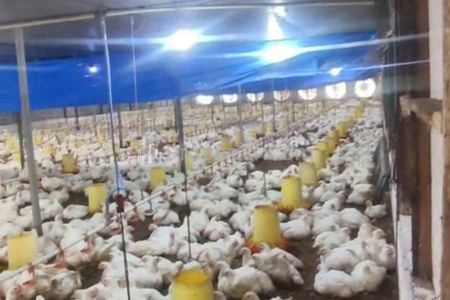 Dijual Kandang Ayam Aktif dan Peralatan di Malang Jawa Timur
