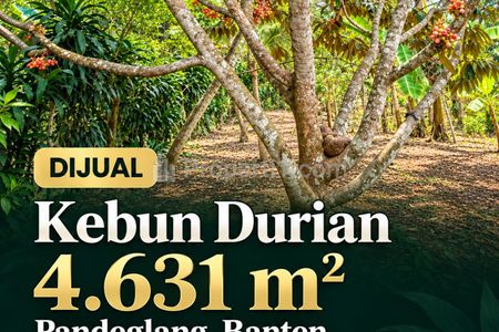 Dijual Kebun Durian Produktif di Bojong Pandeglang Banten