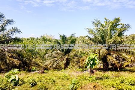 Dijual Kebun Sawit 250 Hektare  – Pematang Jaya, Langkat